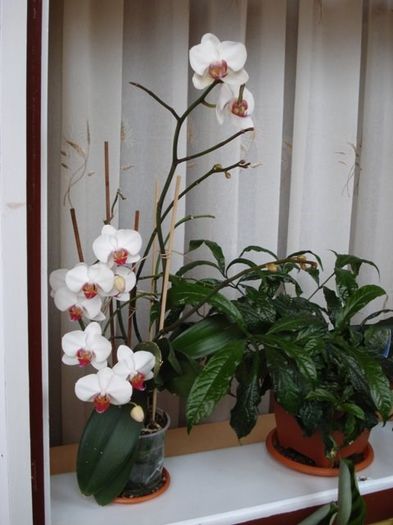 1 (20) - phalenopsis si alte orhidee
