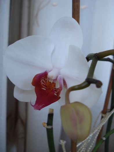 1 (21) - phalenopsis si alte orhidee