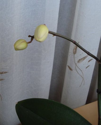 1 (26) - phalenopsis si alte orhidee
