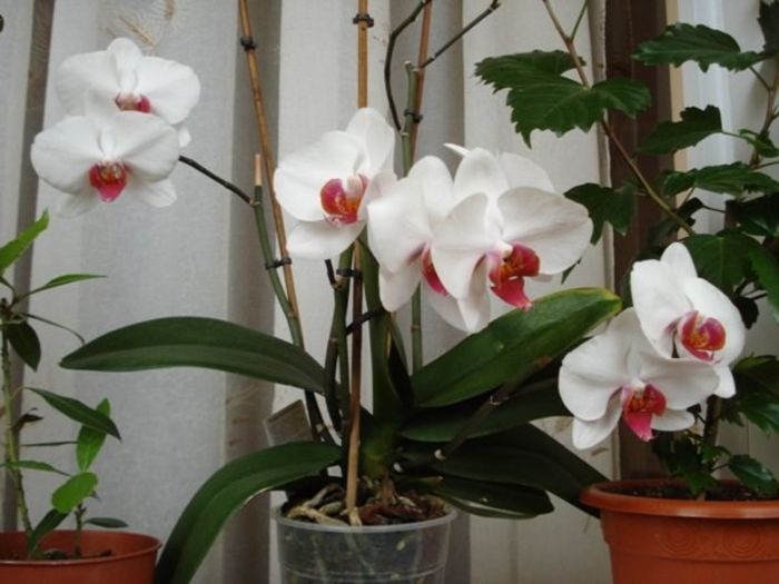 1 (27) - phalenopsis si alte orhidee