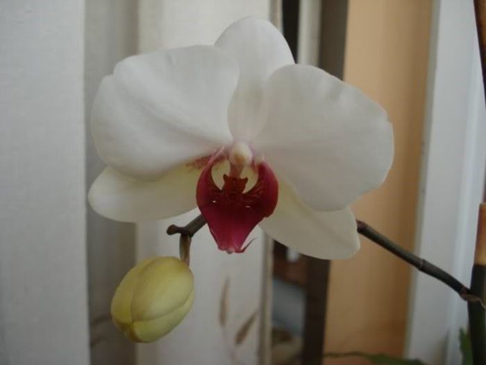 1 (29) - phalenopsis si alte orhidee