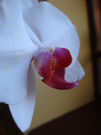 1 (30) - phalenopsis si alte orhidee