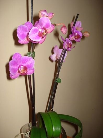 2 (1) - phalenopsis si alte orhidee