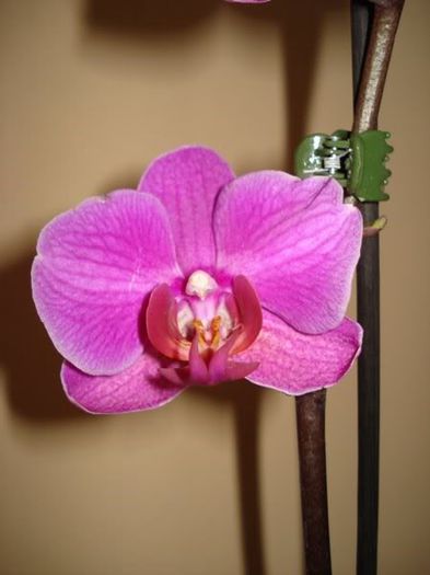 2 (5) - phalenopsis si alte orhidee