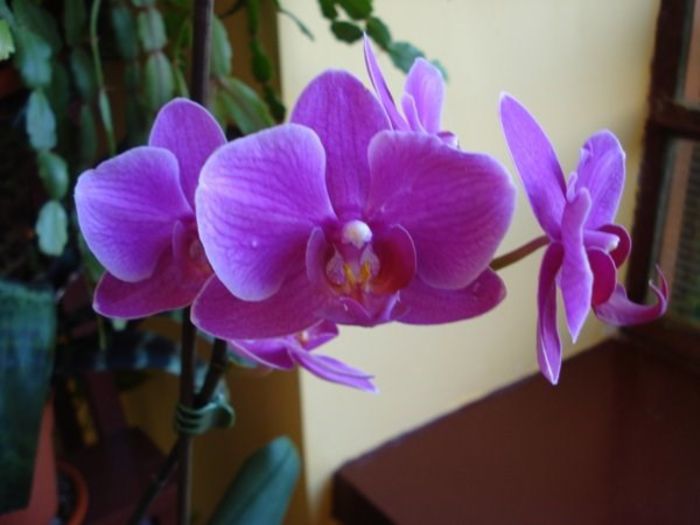 2 (6) - phalenopsis si alte orhidee