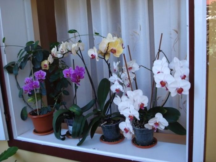 3 (12) - phalenopsis si alte orhidee