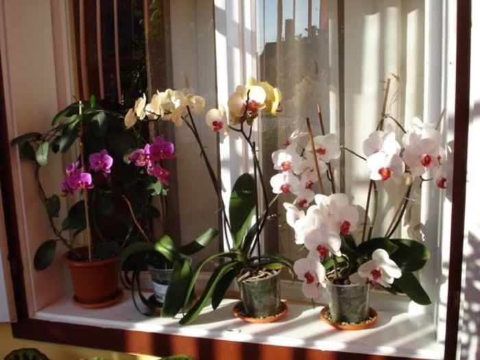 3 (13) - phalenopsis si alte orhidee