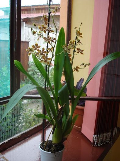 cambria (1) - phalenopsis si alte orhidee