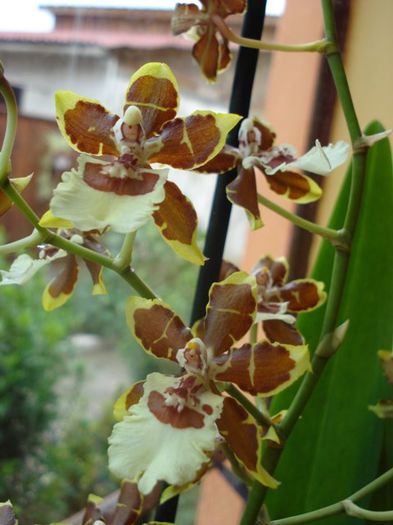 cambria (3) - phalenopsis si alte orhidee