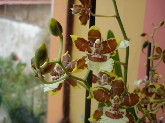 cambria (4) - phalenopsis si alte orhidee