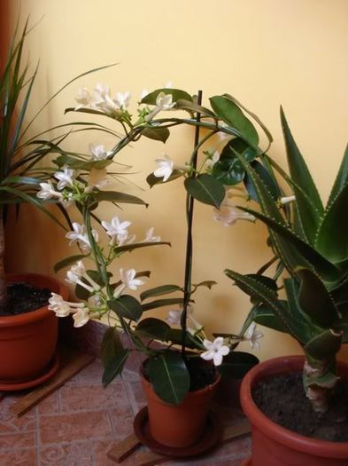 3 (3) - stephanotis