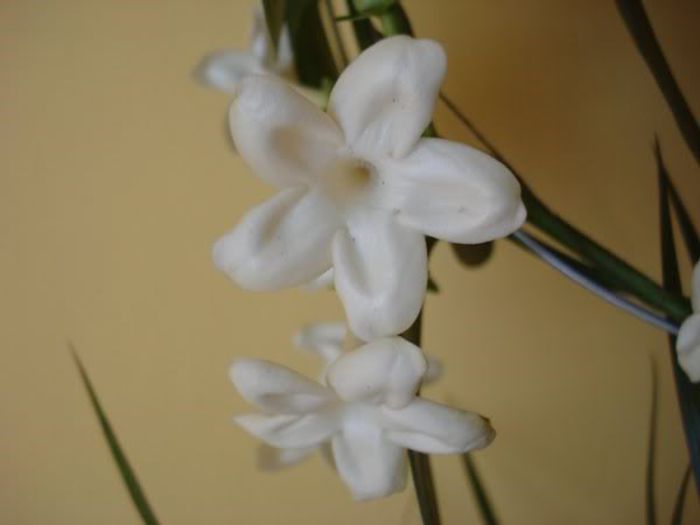 4 (2) - stephanotis