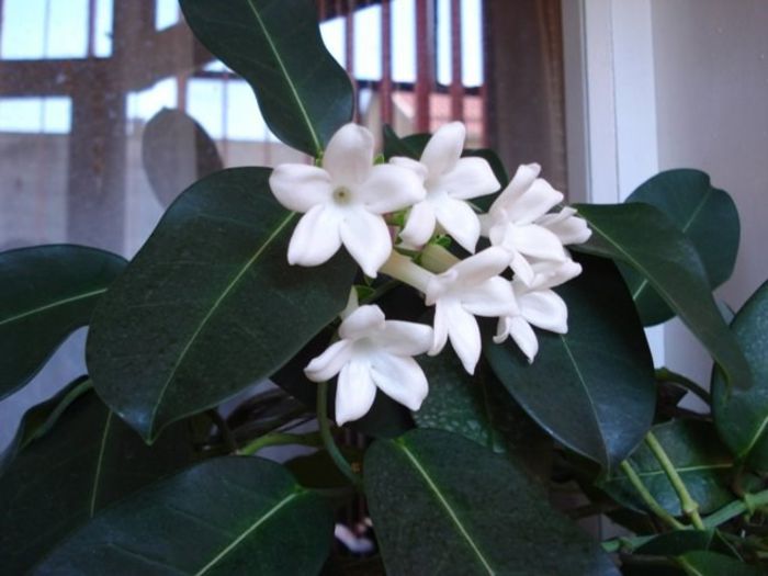 4 (3) - stephanotis