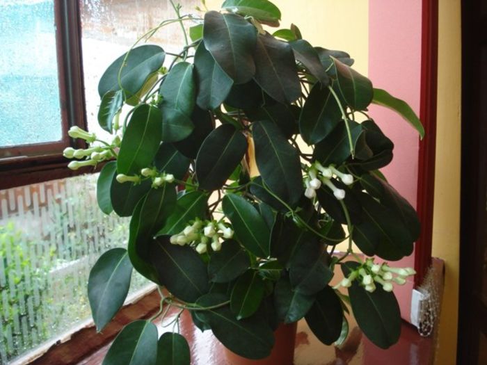 stephanotis semne de inflorire (2) - stephanotis