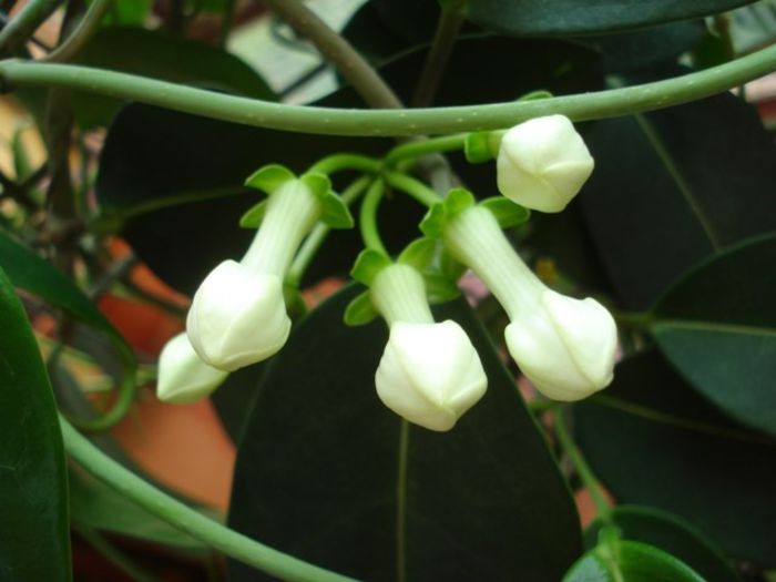 stephanotis semne de inflorire (5)