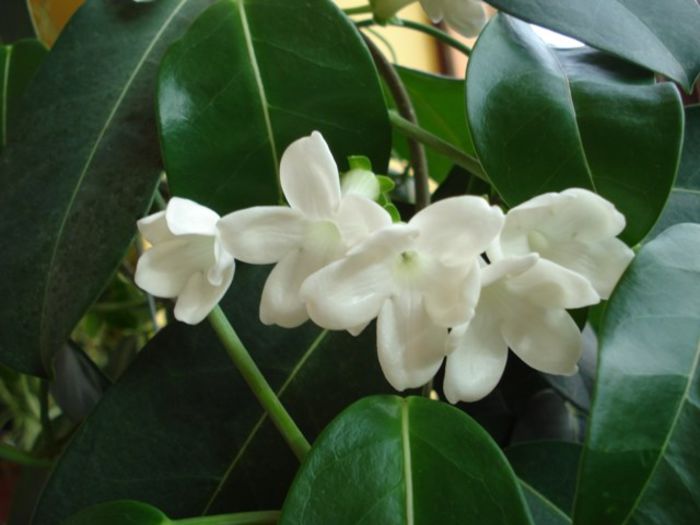 stephanotisul inflorind(1) - stephanotis