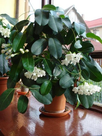 stephanotisul inflorind(2) - stephanotis