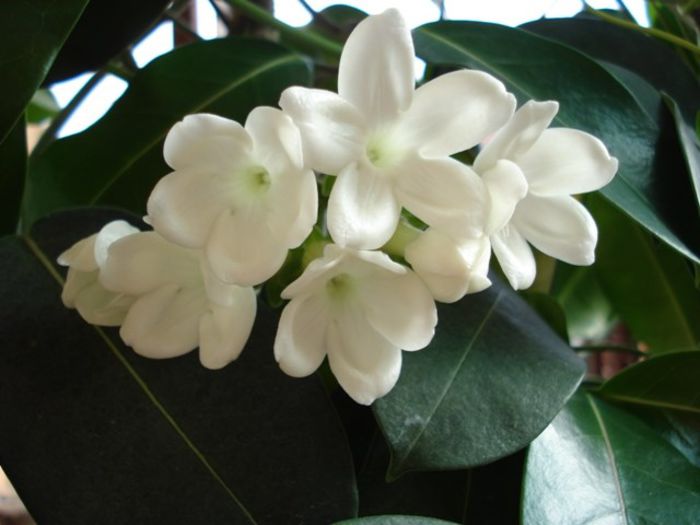 stephanotisul inflorind(4) - stephanotis