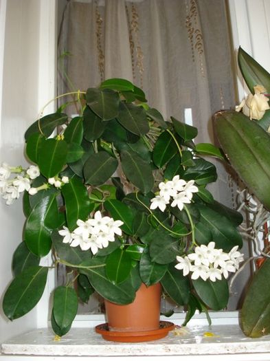 stephanotisul inflorind(7) - stephanotis