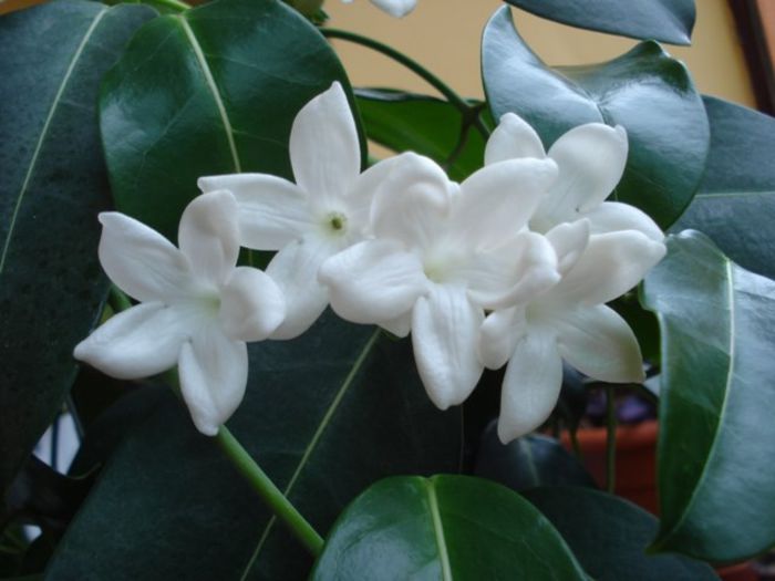 stephanotisul inflorind(8) - stephanotis