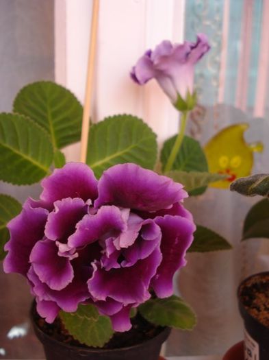 gloxinia2 (5)