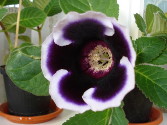 gloxinia3 (1)