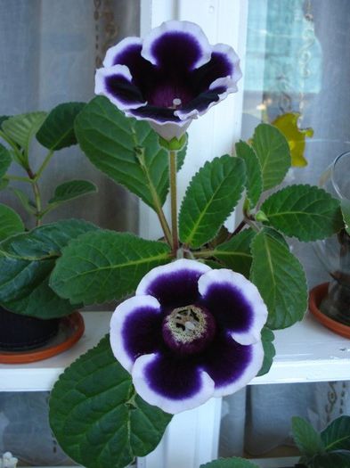 gloxinia3 (4) - sinningia