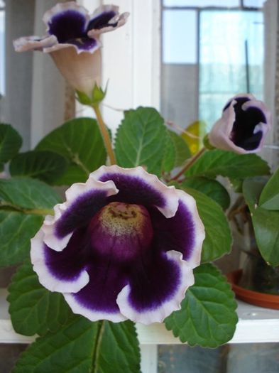 gloxinia3 (5)