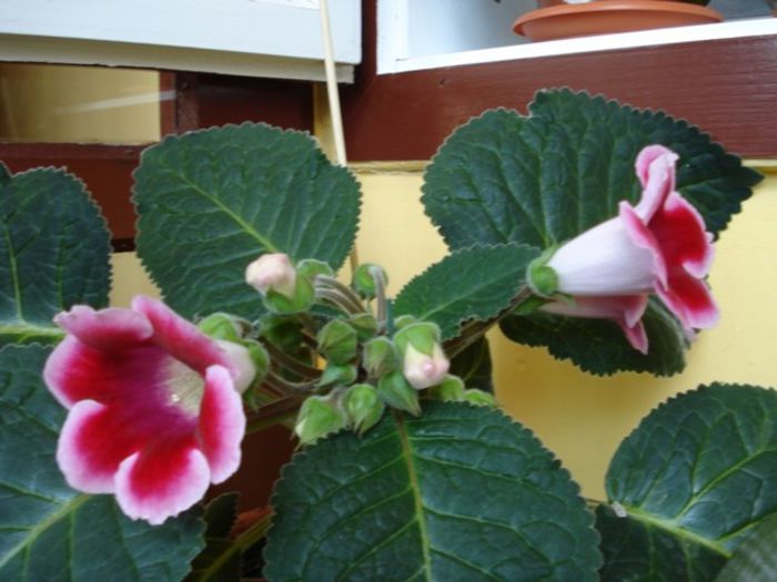 gloxinia4 (1)