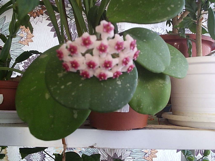 20.07.2013 - Hoya obovata