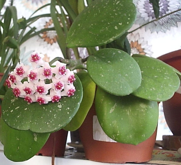 20.07.2013 - Hoya obovata