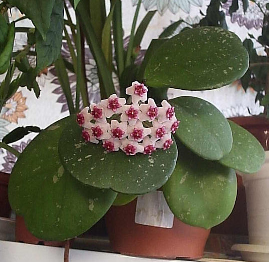 20.07.2013 - Hoya obovata