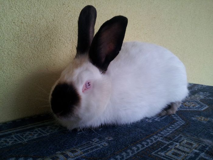 mascul din Oct 2012