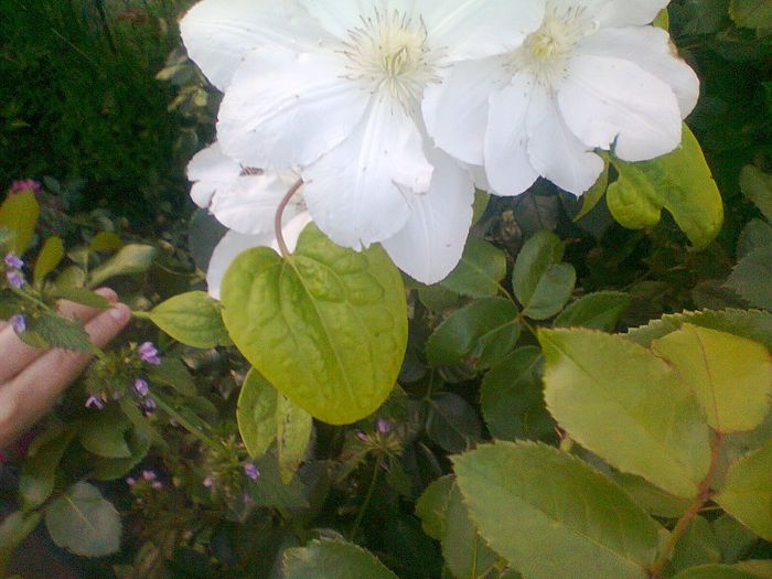 iulie 2013 ( Culoarea petalelor este albă). - clematis 2013