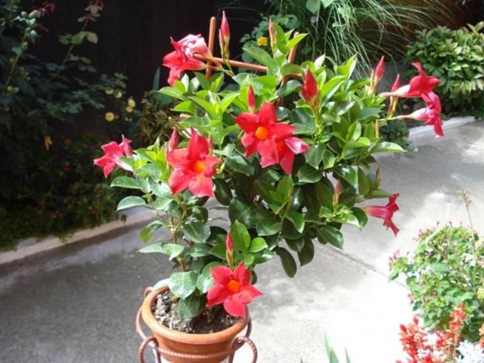 dipladenia rosie (15)