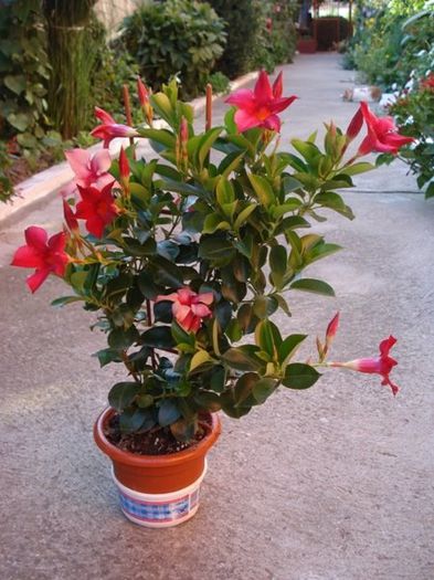 dipladenia rosie (17)