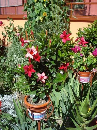 dipladenia rosie (20)