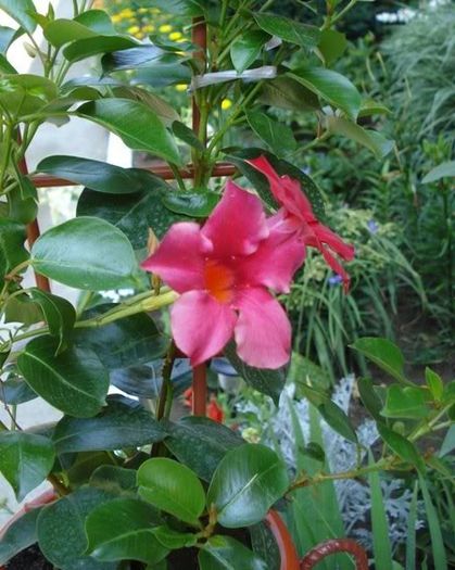 dipladenia rosie (23) - dipladenia