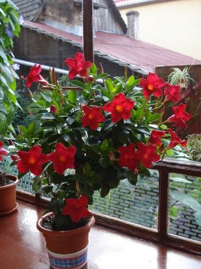 dipladenia rosie (24)