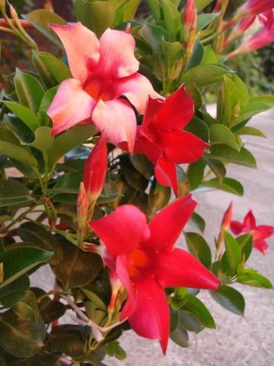 dipladenia rosie (27)