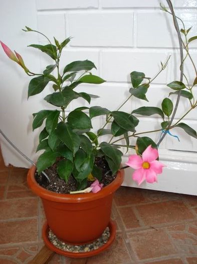 dipladenia roz (3)