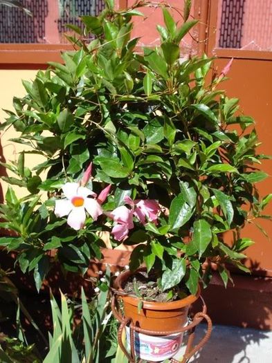 dipladenia roz (4) - dipladenia