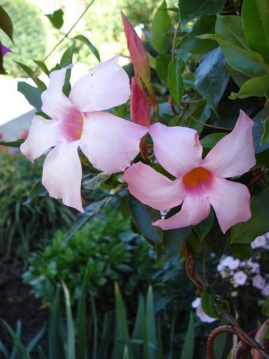 dipladenia roz (6)