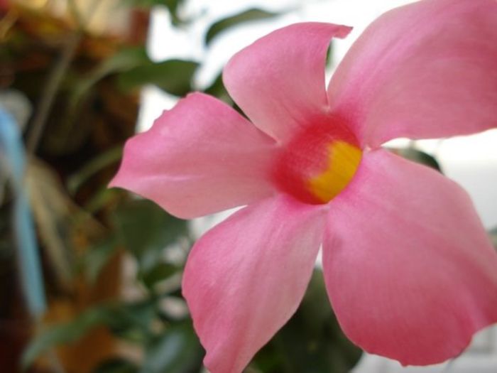 dipladenia roz (7) - dipladenia