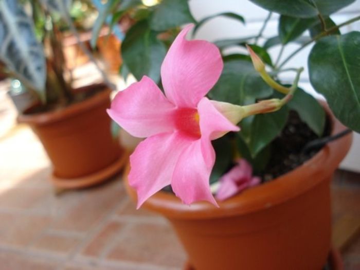 dipladenia roz (8) - dipladenia