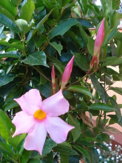 dipladenia roz (12) - dipladenia