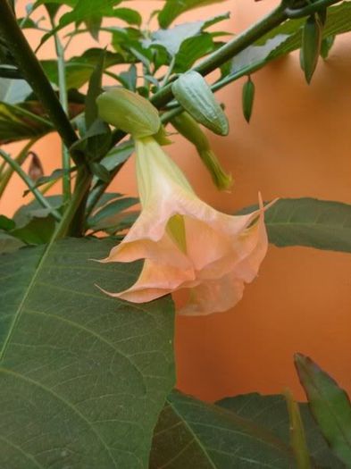 brugmansia roz simpla (9)