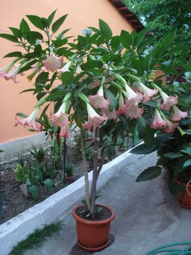 brugmansia roz simpla (13) - brugmansia
