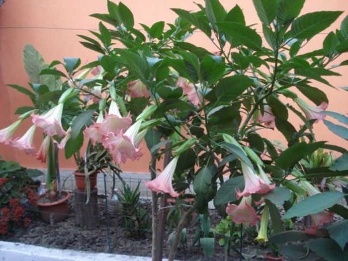 brugmansia roz simpla (14) - brugmansia