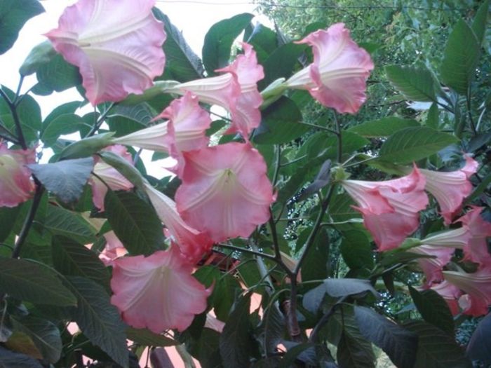 brugmansia roz simpla (15) - brugmansia